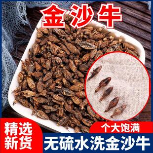 金沙牛中药材5克10克多规格可代磨粉金砂牛虫蚁狮地牯牛倒退虫
