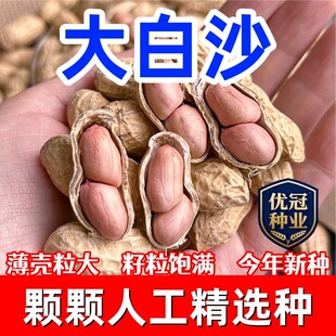 农家花生新货带壳干生花生生花生2025年可作种子