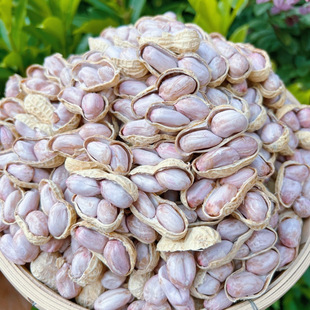 2025年惠安本地水煮花生超好吃的超干咸干的纯日晒的