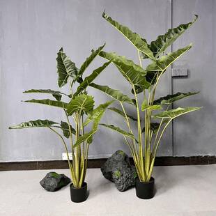 仿真萨利安海芋绿植假芋造景观家居客厅商场店铺橱窗酒店装饰摆件