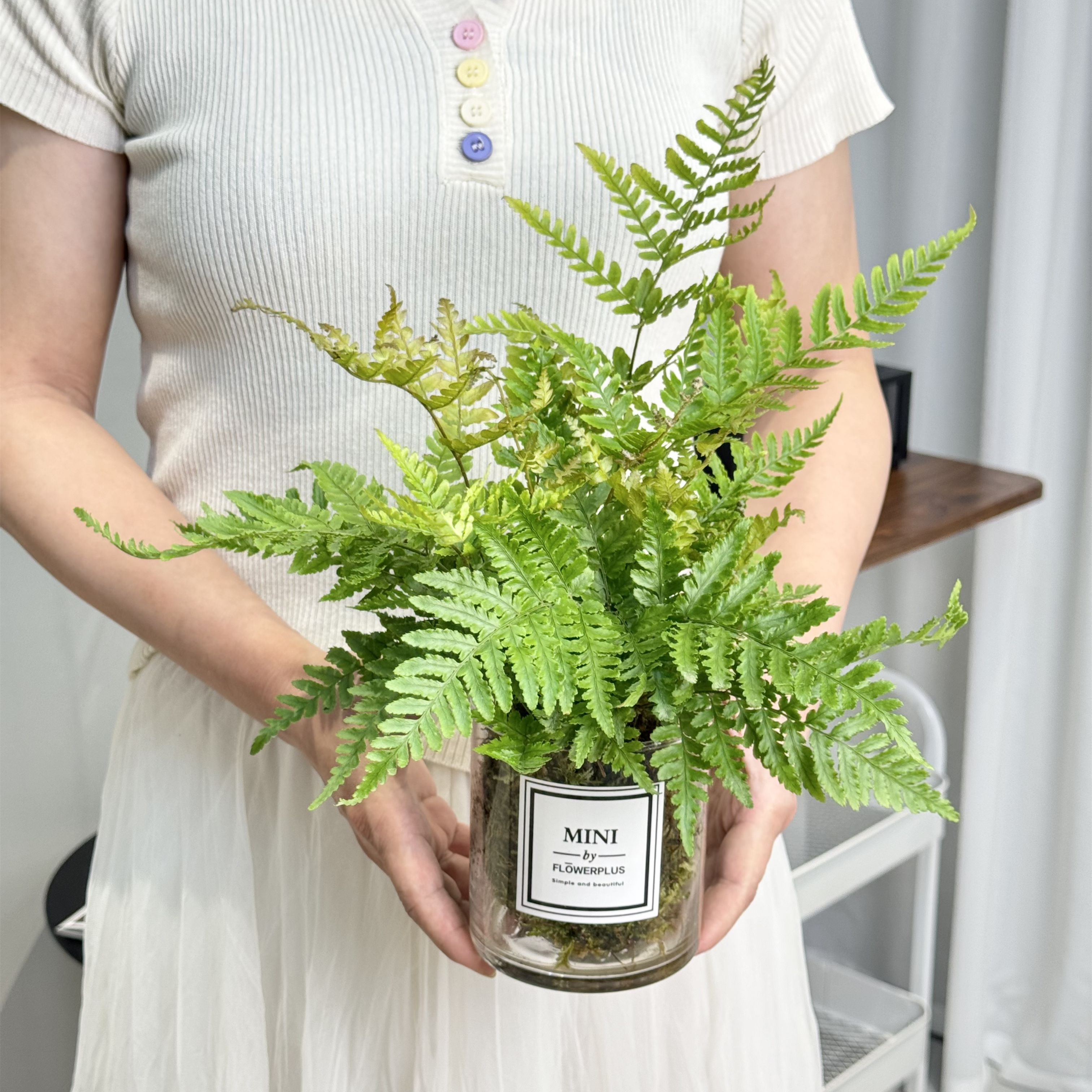 彩虹蕨苔藓球+玻璃圆柱盆 室内好养绿植桌面盆栽精致植物水培植物