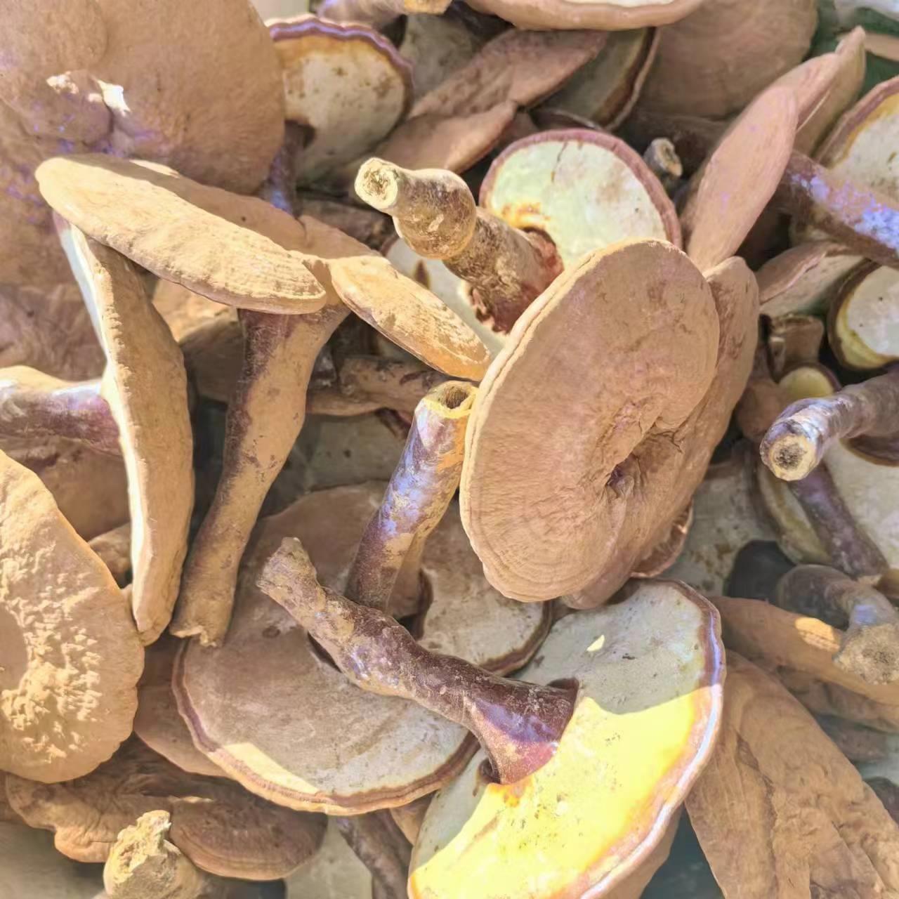 散装HNZ带孢干子粉 干货大兴安0岭有柄彷生赤灵芝整枝椴木免费切