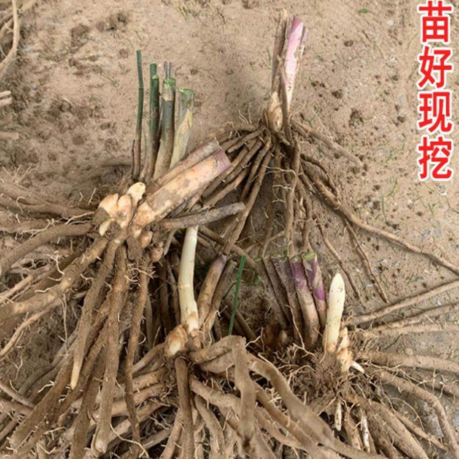 芦笋苗根苗芦笋种根带土青笋紫色水果芦笋庭院阳台盆栽四季蔬菜苗