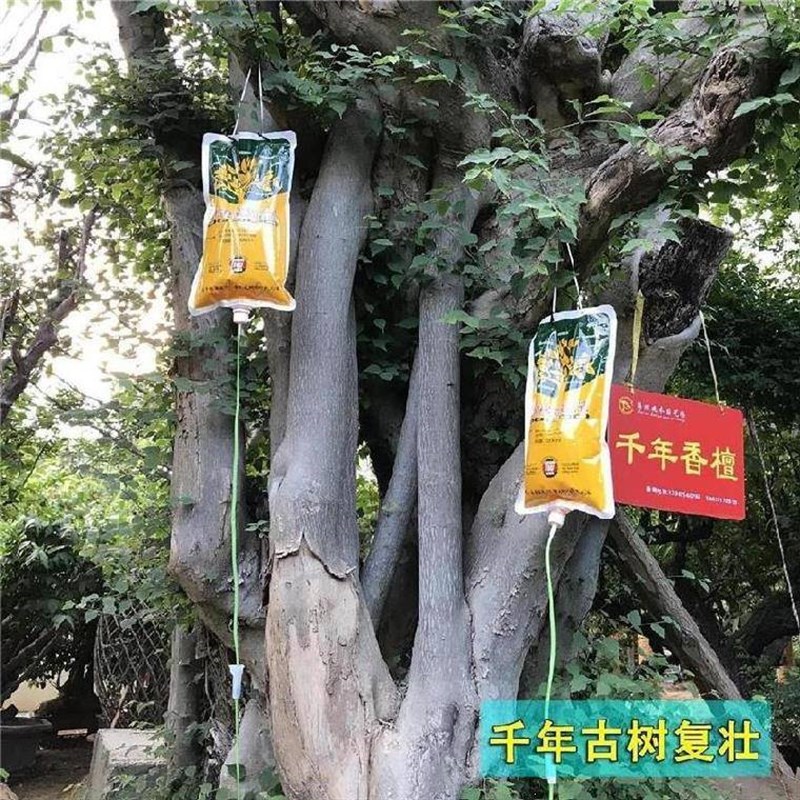 极速果树营养液体平安树挂树黄叶银杏树园艺柚R子树生根液月季树