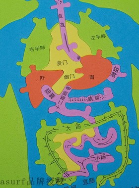 极速Kindergarten science experiment DIY digestive syste.m hu