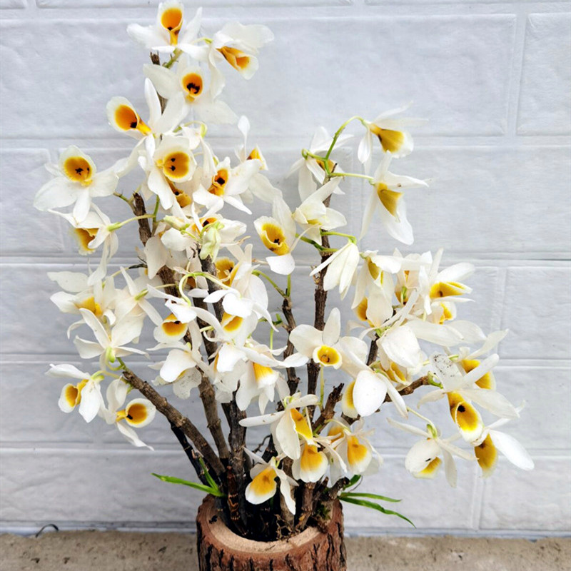 极速稀有本斯石h斛 带眼睛石斛兰花盆栽盆景绿植吊兰非常好养 花