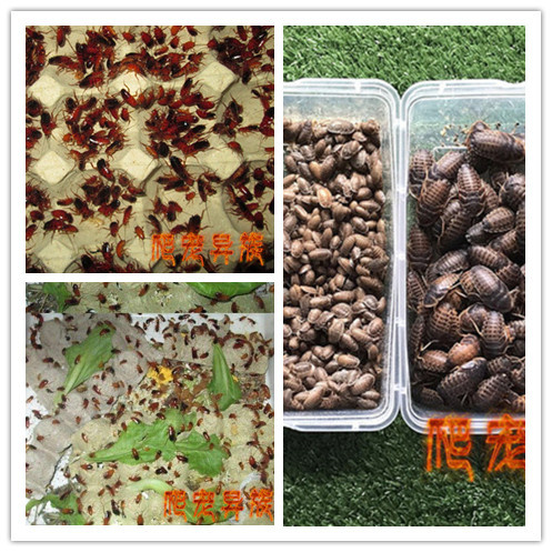 樱桃蟑螂 樱桃红蟑螂活体饲料杜比亚蟑螂龙鱼 蜘蛛饲料樱桃红蟑螂