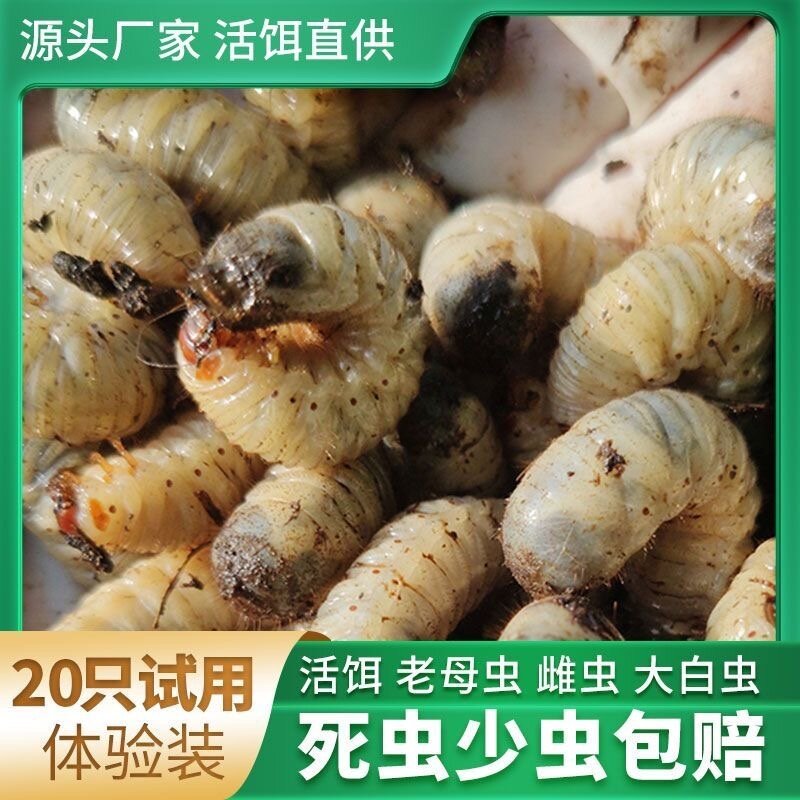 养殖场直销活饵野钓万能铒便宜高蛋白老母虫大白虫蛴螬