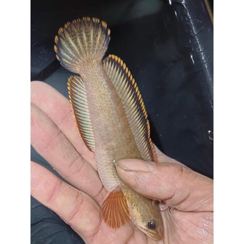 南鳢冷水鱼凶猛鱼七彩雷龙淡水鱼易存活雷龙观赏鱼原生彩虹雷龙鱼