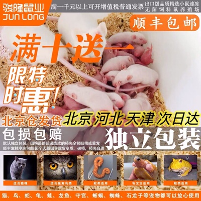 冰冻冷冻小白鼠 乳鼠白霜跳跳亚成成体裸鼠爬宠饲料鼠裸鼠