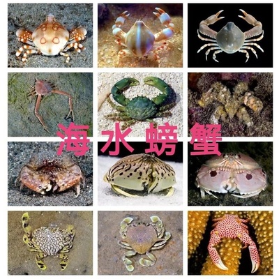 海水观赏蟹馒头蟹伪装蟹近方红斑斗蟹黎明蟹拳击蟹玉蟹蜘蛛蟹紧握