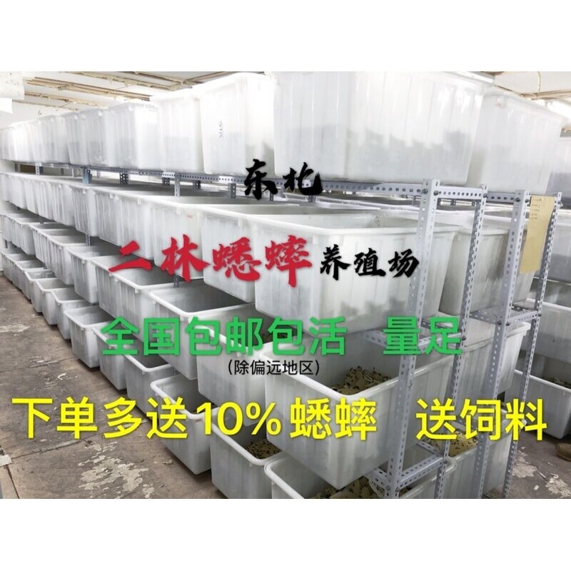 优质油葫芦白蟋蟀蛐蛐活体饲料爬宠守宫蜥蜴鱼鸟活食现货鸣虫现货