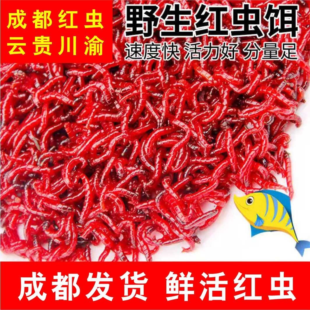 鲜活红虫活体黑头特大公虫鱼饵喂鱼钓饵拉饵活饵野钓鲫鱼打窝饵料