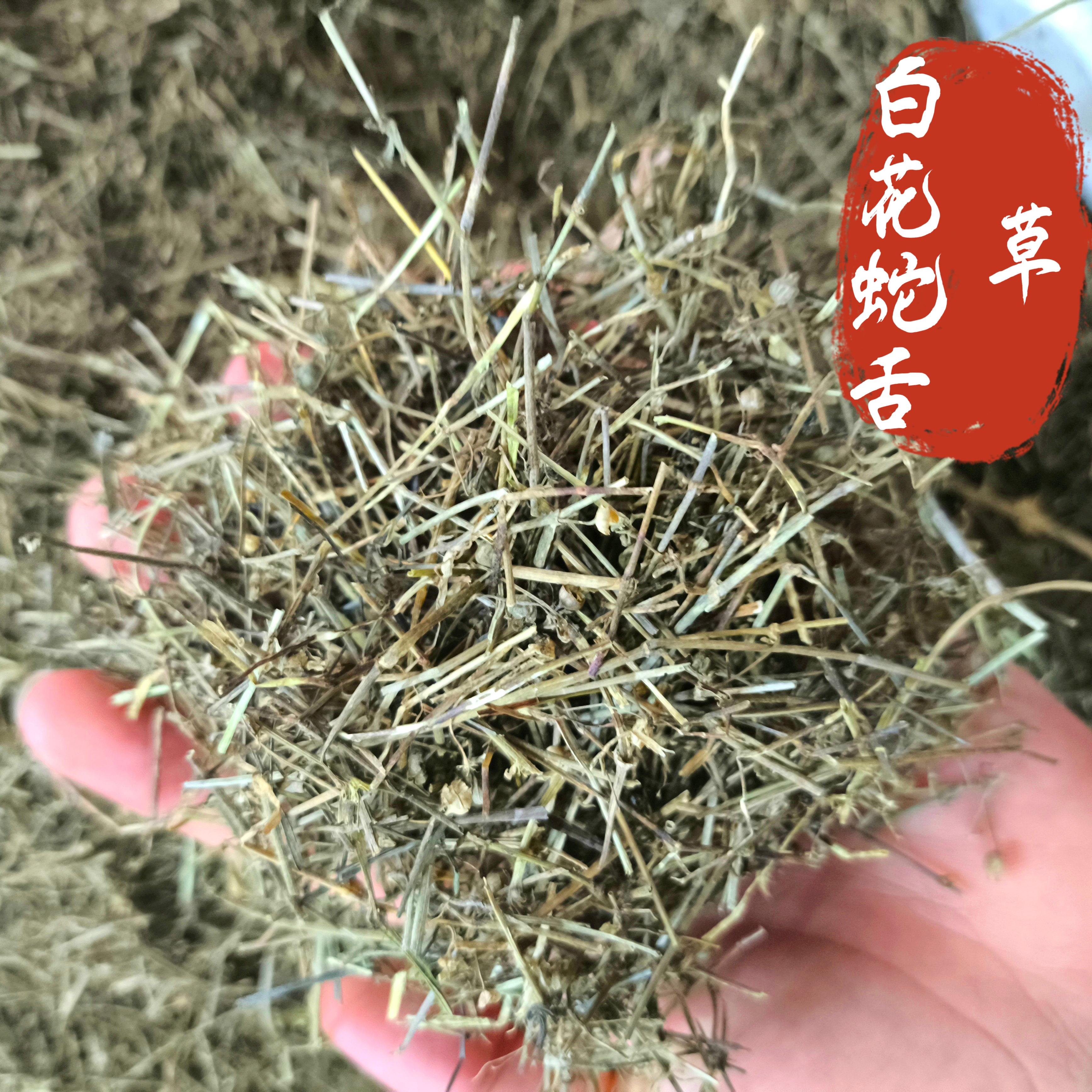 白花蛇舌草中药材天然无杂白花蛇
