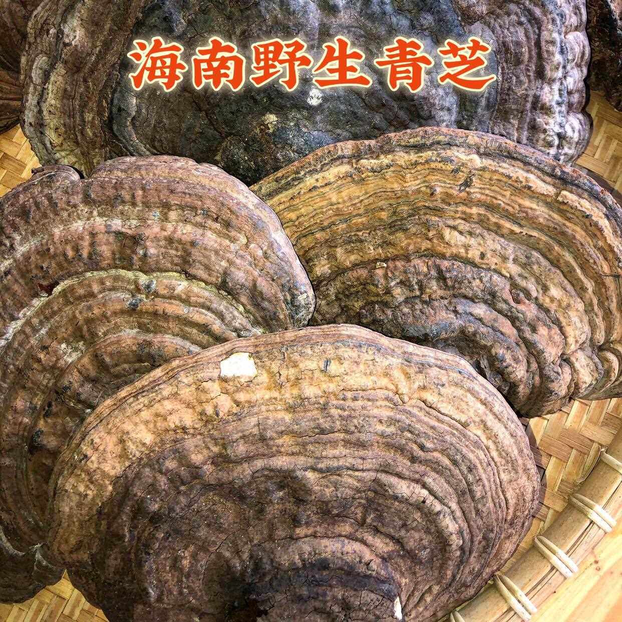 海南五指山深山野灵芝平盖青芝500g包邮整枝灵芝野生野灵芝