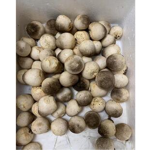 新鲜草菇当天采摘包邮发货鸡心菇中国菇笑脸菇爆炒煲汤凉拌家常菜