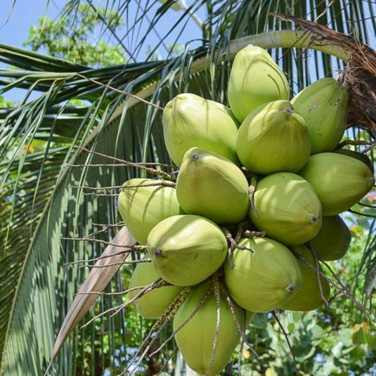 分馏椰子油小分子易吸收 无色无味手工皂基底基础植物按摩油原料