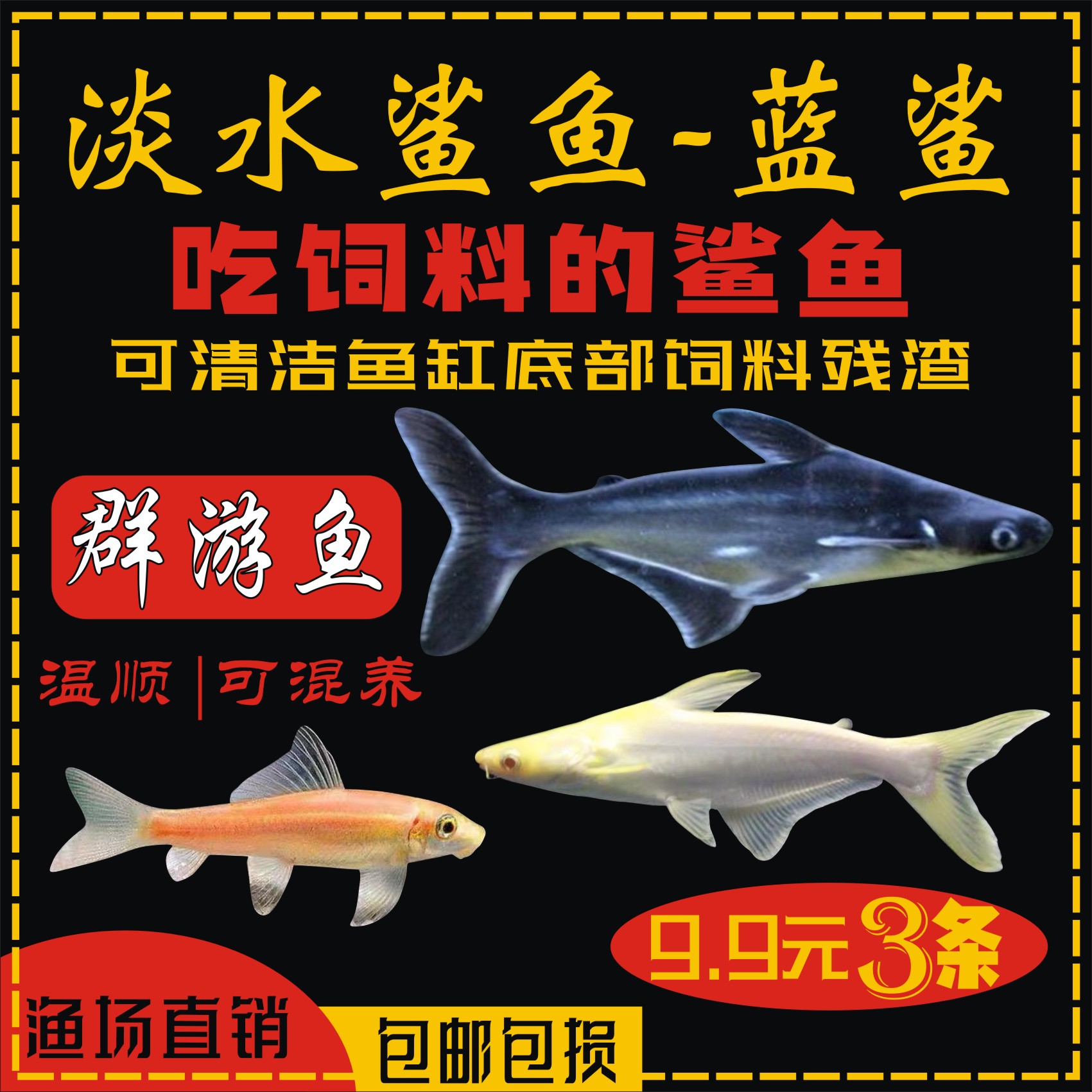 蓝鲨观赏鱼热带鱼群游鱼清道夫清洁鱼大型鱼龙鱼配鱼淡水白化鲨鱼