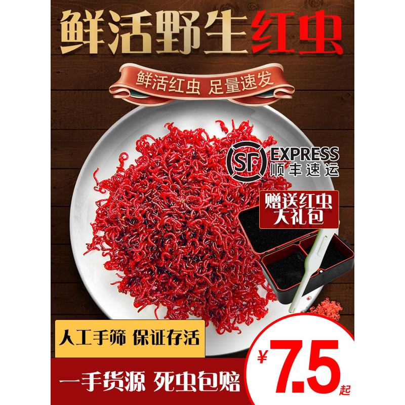 鲜活红虫特大号公赤虫活体活饵喂鱼拉饵鲫鱼野钓饵料钓鱼蚯蚓鱼食