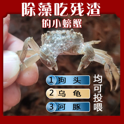 淡水蟹苗观赏小螃蟹狗头河豚乌龟宠物蟹饲料深水蟹活体爬宠迷你蟹