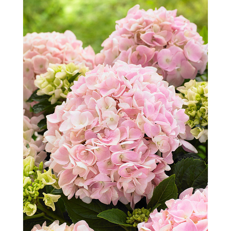 极速无尽夏绣球花苗带花苞庭w院阳台耐寒四季好养花卉绿植木绣球,鲜花速递/花卉仿真/绿植园艺,绣球/木绣球/木本植物,淘宝优惠券,粉丝福利购,淘宝优惠卷