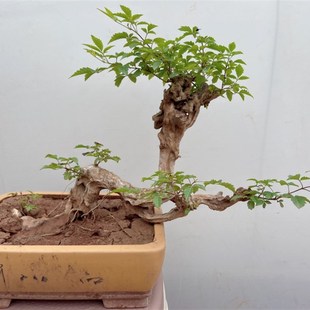 极速黄荆盆景舍利老桩