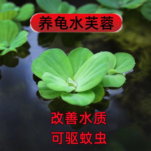 极速养龟专用f缸生态草缸植物造景套餐浮性真水草增氧无土水培绿