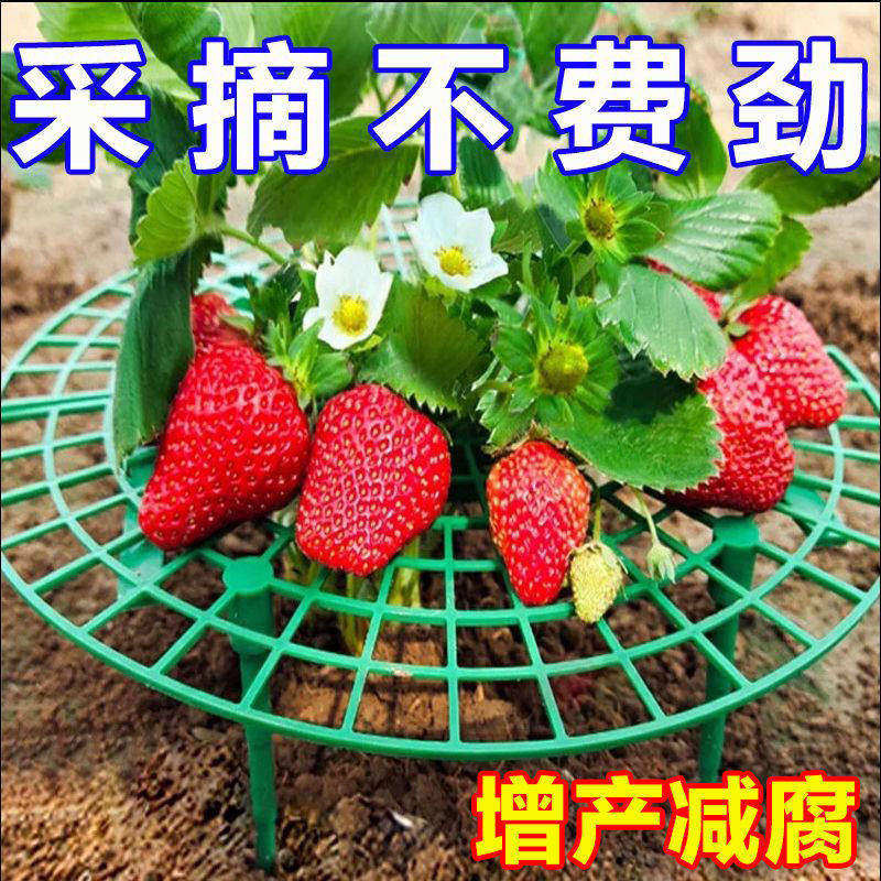 草莓种植支架防烂防倒伏