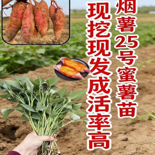 高产红薯苗种植秧苗西瓜红食叶型苗蜜薯苗紫薯一点红番种薯苗种苗