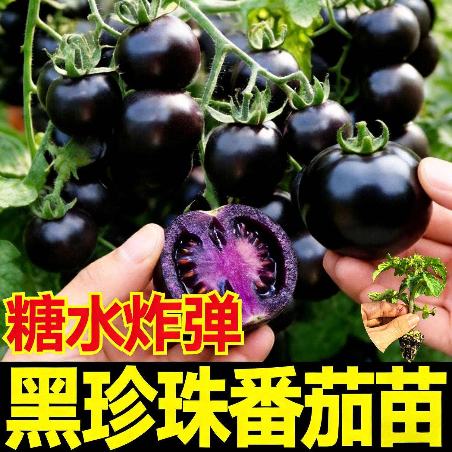 糖水炸弹黑珍珠番茄子苗秧种紫黑色小西红柿西黑柿秧种籽苗