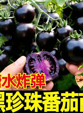 糖水炸弹黑珍珠番茄子苗秧种紫黑色小西红柿西黑柿秧种籽苗