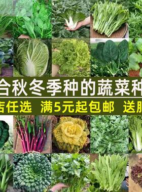 秋天秋冬季蔬菜种子大全四季盆栽菠菜香菜白种籽荠菜菜生菜籽种孑