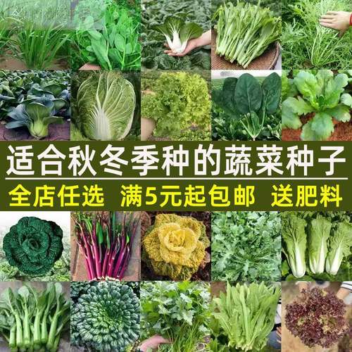 秋天秋冬季蔬菜种子大全四季盆栽菠菜香菜白种籽荠菜菜生菜籽种孑