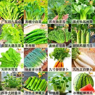 蔬菜种子四季白菜生菜葱阳台盆栽土壤播种辣椒萝卜瓜果秋种籽大全