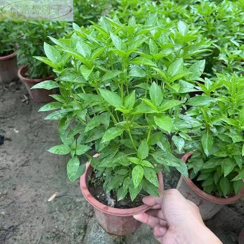 九层塔种子罗种籽金食用香甜蔬菜种籽香草不勒换阳台菜园蔬菜种子