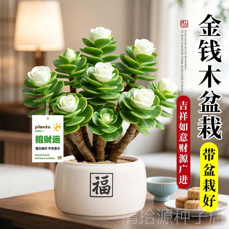 金钱木老桩多肉植物室内花卉盆栽四季好养客厅办公室桌面摆件绿植