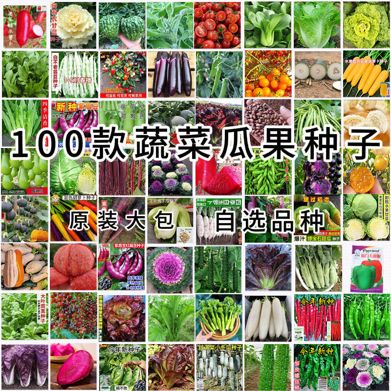 买1送1- 蔬菜种子籽四季播种白菜青菜生菜黄种瓜番茄豆角辣椒籽孑