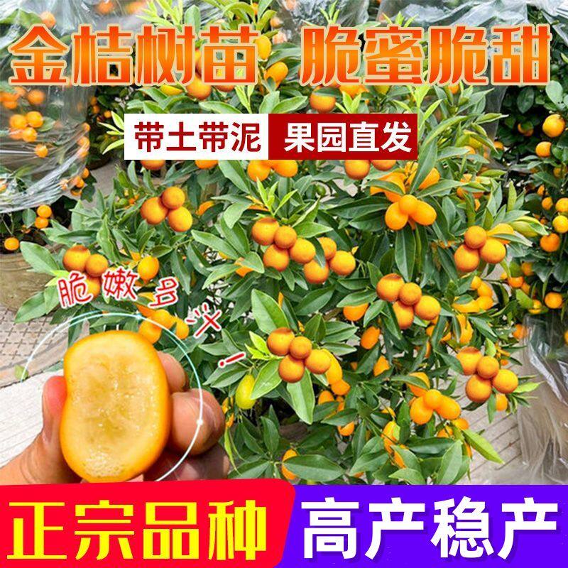 广西嫁接正宗四季种植脆蜜脆皮金桔橘子树苗无籽薄皮盆地栽盆栽苗