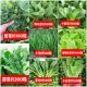 66种开春季 春蔬菜种子植物种丝瓜黄瓜辣椒蔬豆角玉种米茄子农去虫