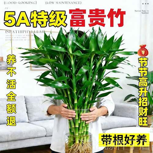 富贵竹水培植物客厅招财室内花卉绿植带根观音竹转运竹子盆栽鱼缸