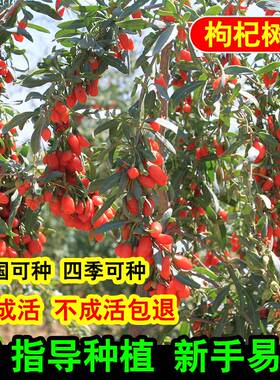 黑枸杞杞树苗宁夏新疆红色食用枸苗老桩盆景盆栽种植枸杞子果树苗