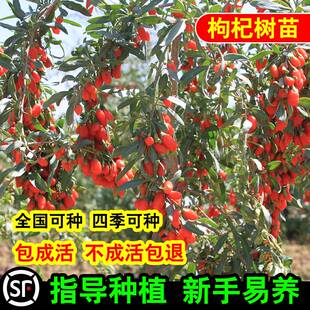 黑枸杞杞树苗宁夏新疆红色食用枸苗老桩盆景盆栽种植枸杞子果树苗