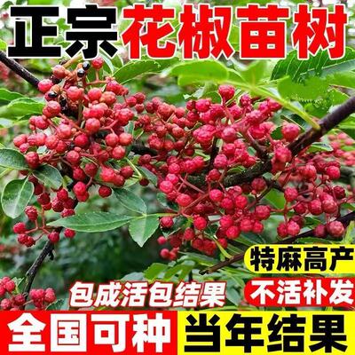 四川汉源椒树苗青藤花椒苗种子无刺花椒树大红袍花椒苗盆栽地栽种
