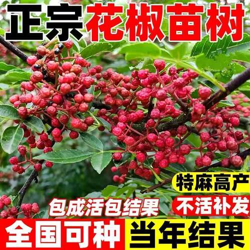 四川汉源椒树苗青藤花椒苗种子无刺花椒树大红袍花椒苗盆栽地栽种