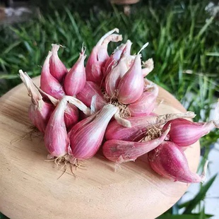 火头四季小香葱红葱头盆栽头苗小葱籽葱黄葱头阳台蔬菜盆栽葱