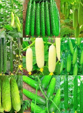 66种开春季春蔬菜子套豆餐丝瓜黄瓜辣椒HICR蔬EAT角玉种米茄子农