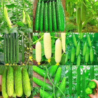 66种开春季春蔬菜子套豆餐丝瓜黄瓜辣椒HICR蔬EAT角玉种米茄子农