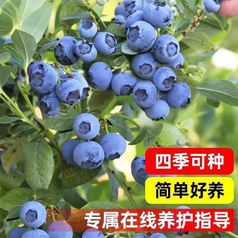 蓝莓苗盆栽南方北方四季阳台水果树种植庭院各种果树果苗当年结果