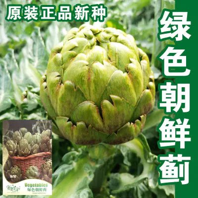 绿朝鲜蓟种子美国进口法国洋百蔬菜种季籽菊四春合播秋冬季盆栽孑