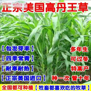 多年生高丹草种籽杂交四王季高产牧草种子畜牧喂牛羊鹅鱼猪草种籽